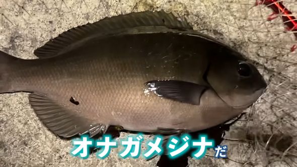 タモで捕まえたオナガメジナ