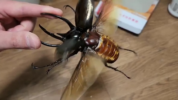 機関銃のような音を立てて羽ばたくコーカサスオオカブト