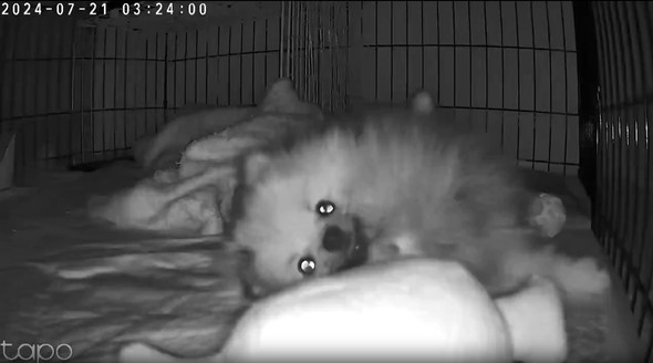 ペットカメラに映った愛犬