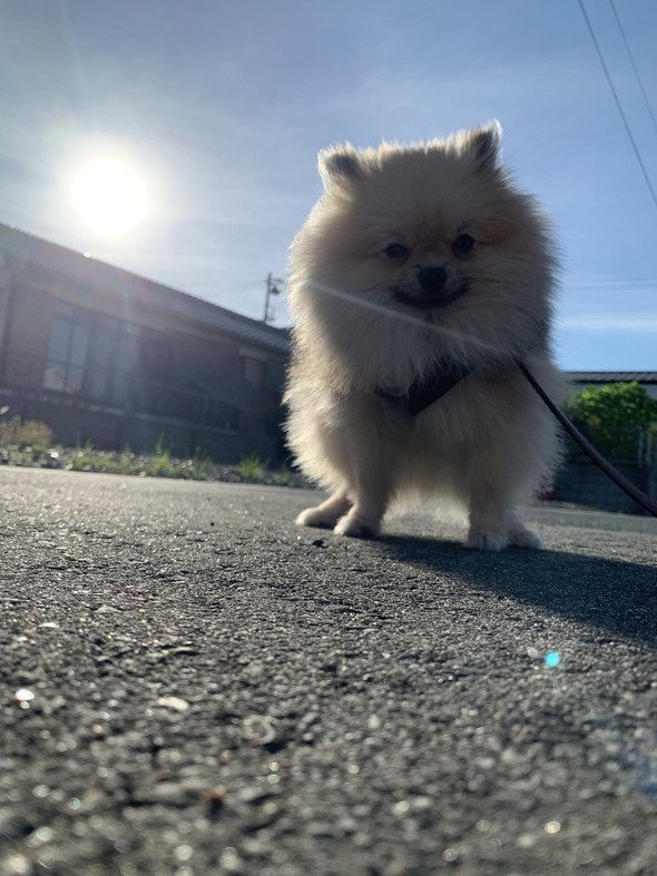 光を浴びるワンコ