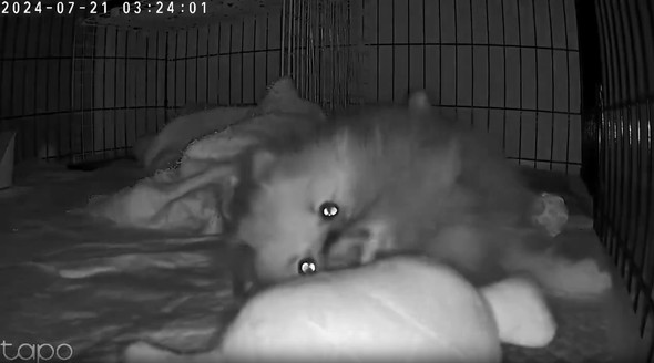 ペットカメラに映った愛犬