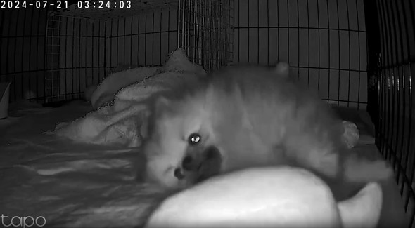 ペットカメラに映った愛犬