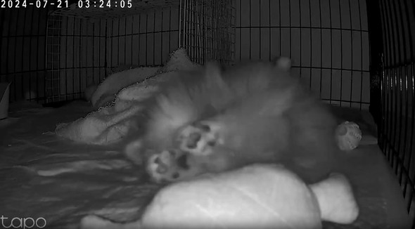 ペットカメラに映った愛犬