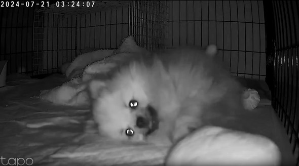 ペットカメラに映った愛犬