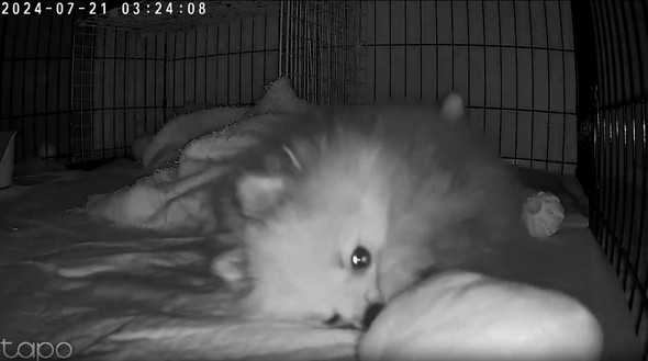 ペットカメラに映った愛犬