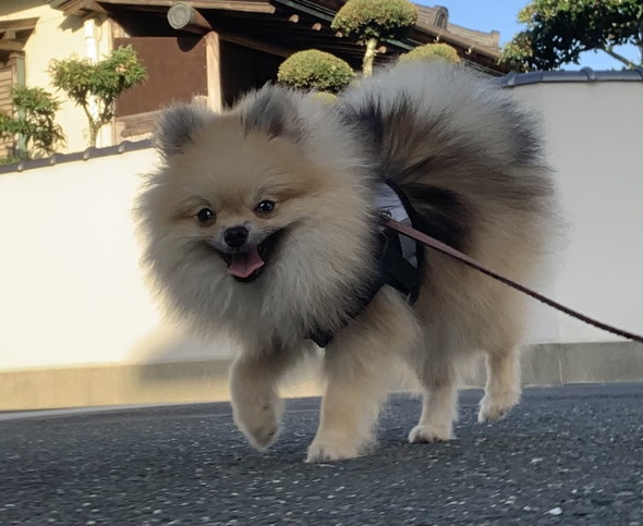 片足あげてるワンコ