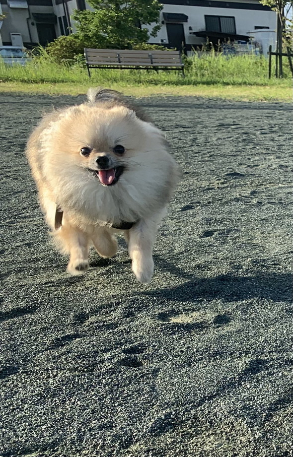 走ってるワンコ