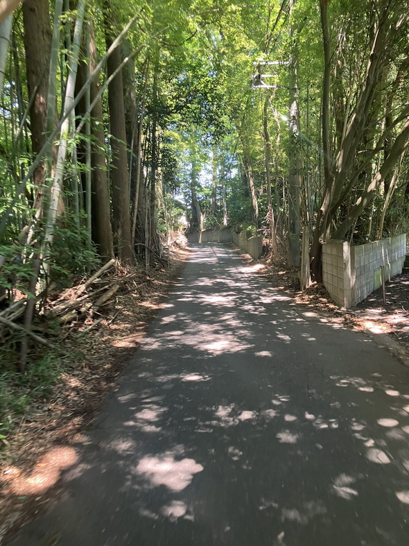 自然豊かな道