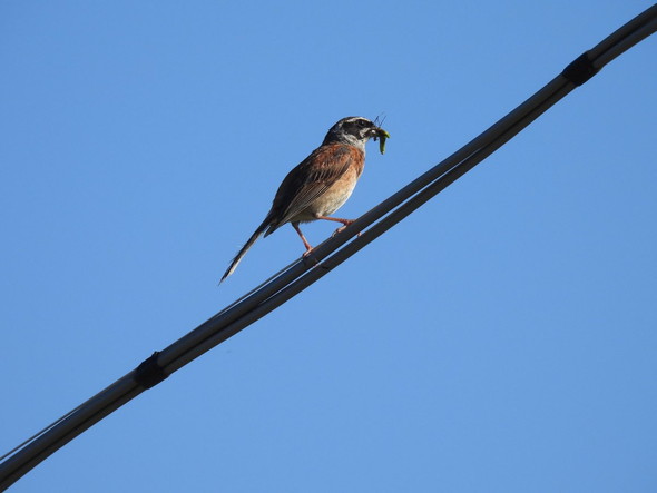 バッタ食べてる鳥