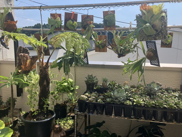 ベランダの植物