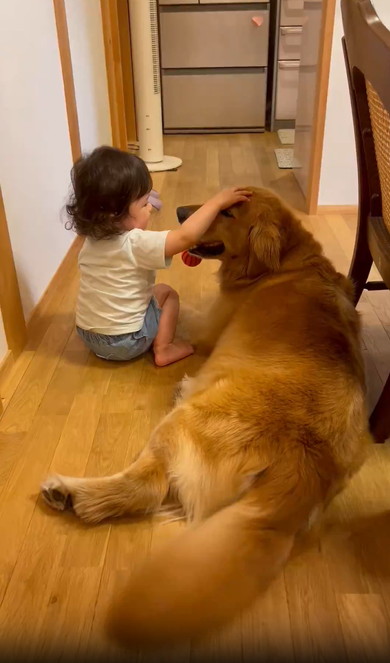 女の子とゴールデン