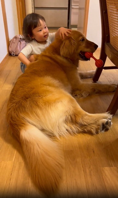 女の子とゴールデン