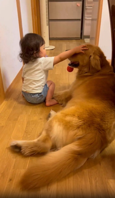 女の子とゴールデン