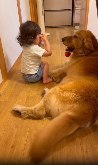 女の子とゴールデン