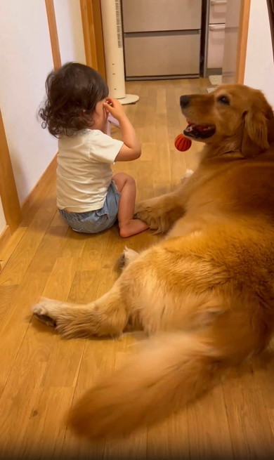 女の子とゴールデン