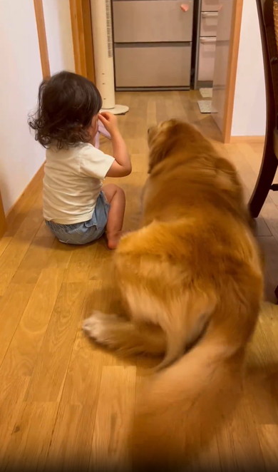 女の子とゴールデン