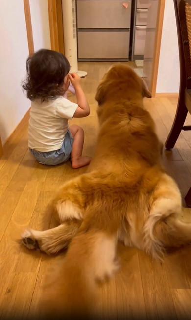 女の子とゴールデン