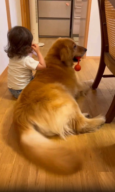 女の子とゴールデン