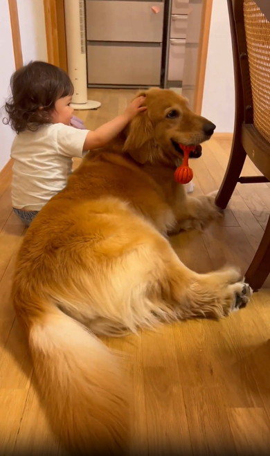 女の子とゴールデン