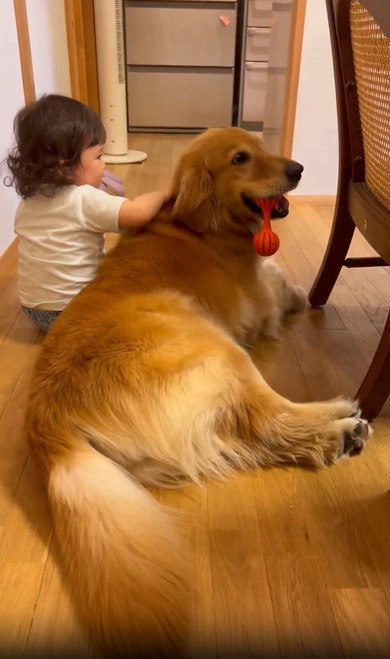 女の子とゴールデン