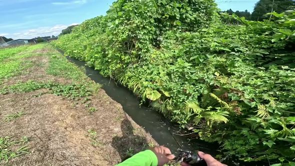 用水路で釣りをする