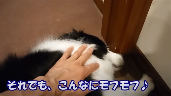 ボーダーコリーを柴犬みたいにカット