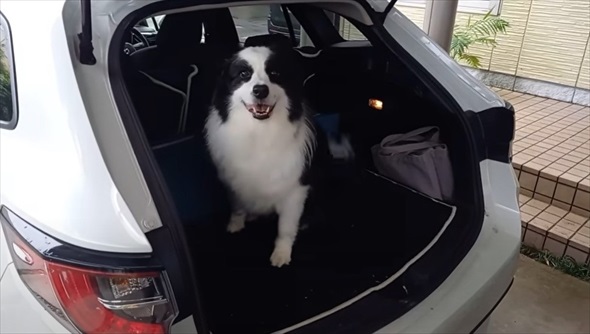 ボーダーコリーを柴犬みたいにカット