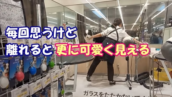 ボーダーコリーを柴犬みたいにカット