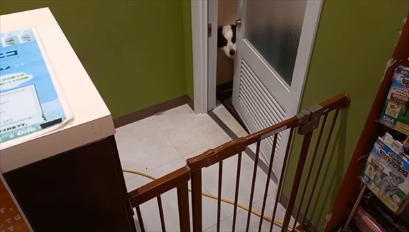 ボーダーコリーを柴犬みたいにカット