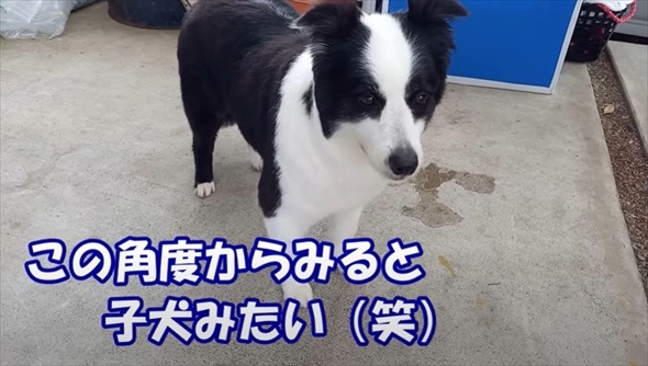 ボーダーコリーを柴犬みたいにカット