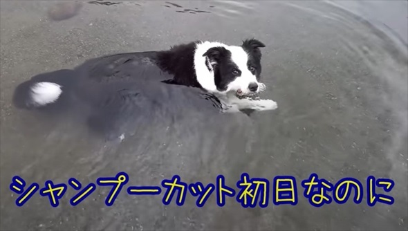 ボーダーコリーを柴犬みたいにカット