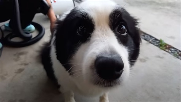 ボーダーコリーを柴犬みたいにカット