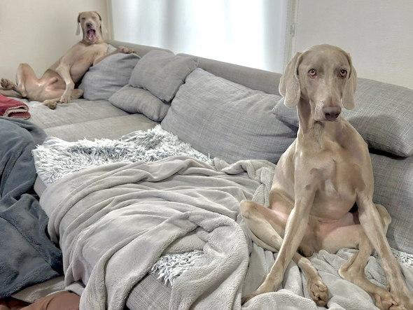 くつろぐワイマラナーたち