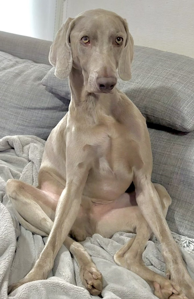 くつろぐワイマラナー