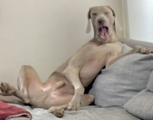 くつろぐワイマラナー