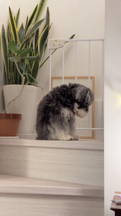 能登半島地震のトラウマで地震が怖くなったワンコ