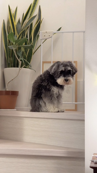 能登半島地震のトラウマで地震が怖くなったワンコ