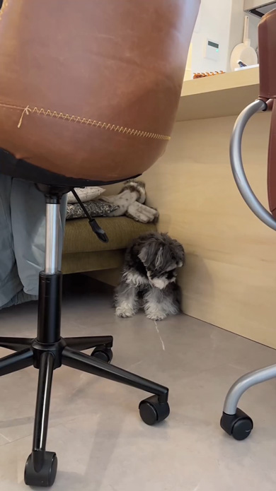 能登半島地震のトラウマで地震が怖くなったワンコ