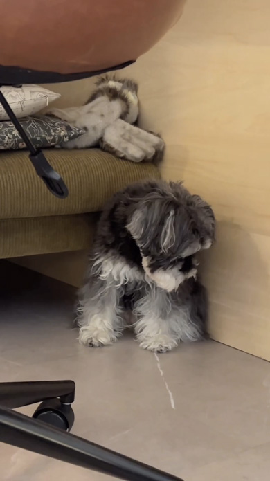 能登半島地震のトラウマで地震が怖くなったワンコ