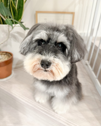 能登半島地震のトラウマで地震が怖くなったワンコ
