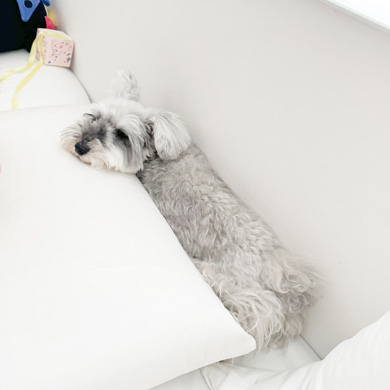 能登半島地震のトラウマで地震が怖くなったワンコ