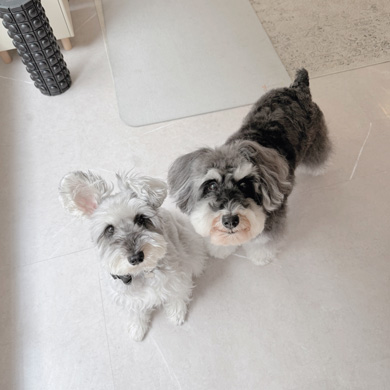 能登半島地震のトラウマで地震が怖くなったワンコ