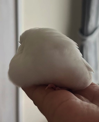 モチモチの泡を見事に再現
