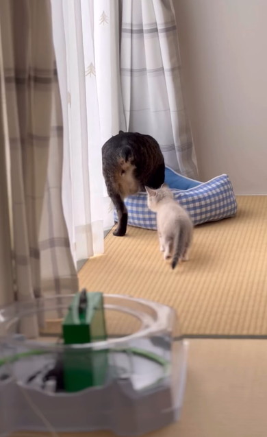 兄猫の大事なところをタッチする子猫