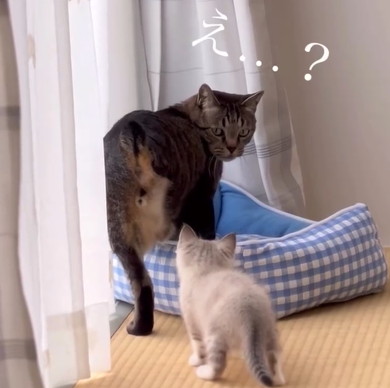 兄猫の大事なところをタッチする子猫