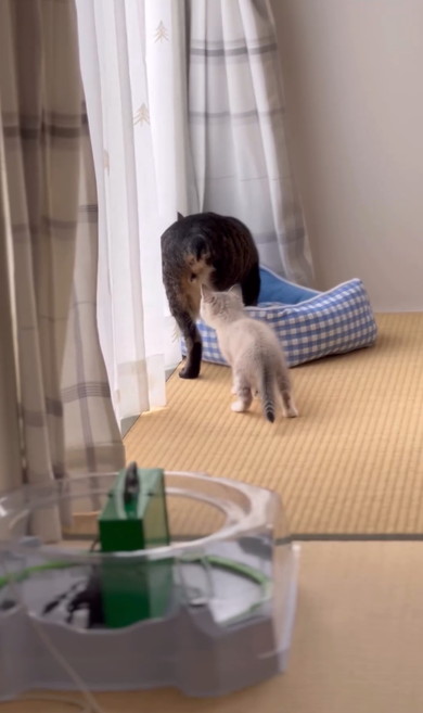 兄猫の大事なところをタッチする子猫