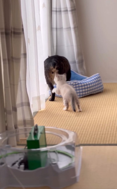 兄猫の大事なところをタッチする子猫