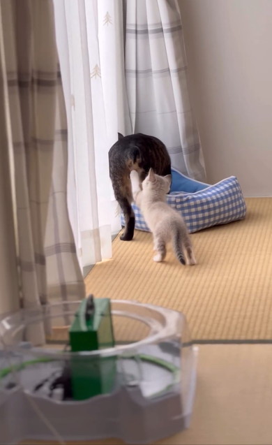 兄猫の大事なところをタッチする子猫