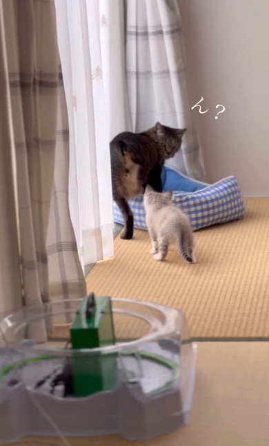 兄猫の大事なところをタッチする子猫