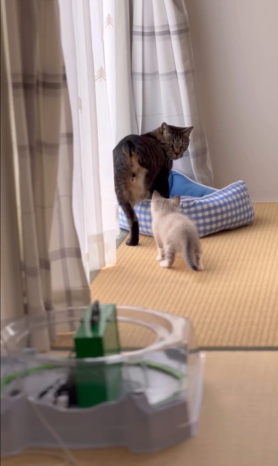 兄猫の大事なところをタッチする子猫